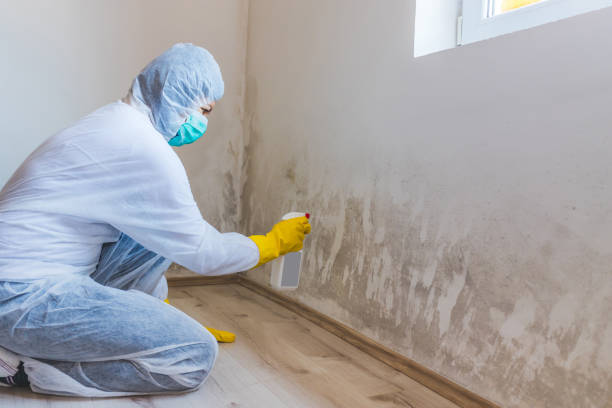 Licensed Mold Remediation service in Kingston, NJ - WQB Mold Removal